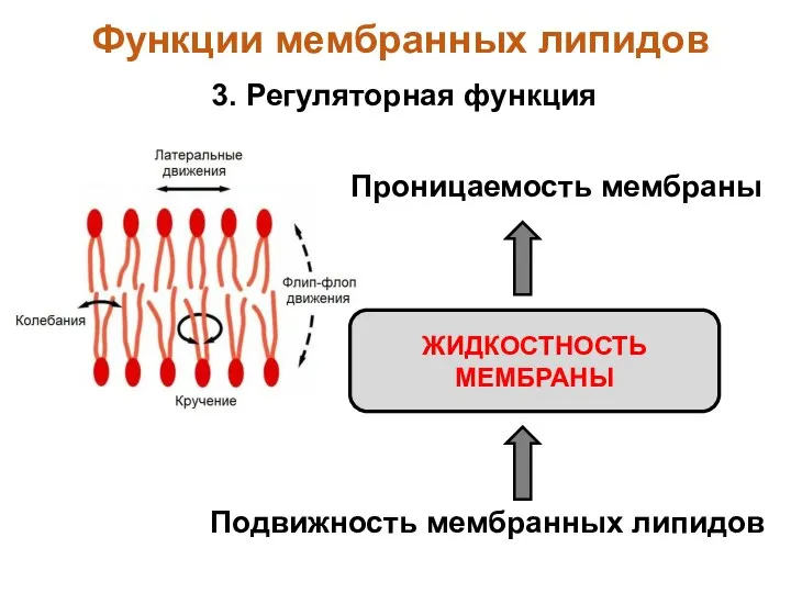 3. Регуляторная функция Функции мембранных липидов Подвижность мембранных липидов Проницаемость мембраны ЖИДКОСТНОСТЬ МЕМБРАНЫ