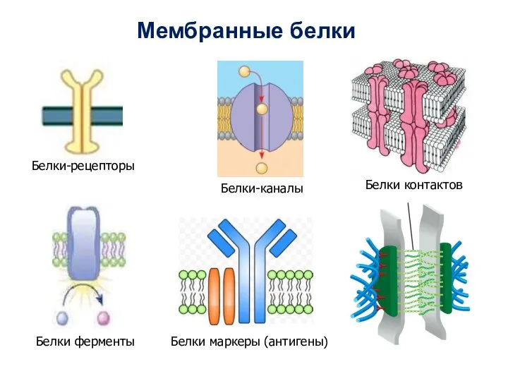 Белки-каналы Белки контактов Белки ферменты Мембранные белки Белки-рецепторы Белки маркеры (антигены)