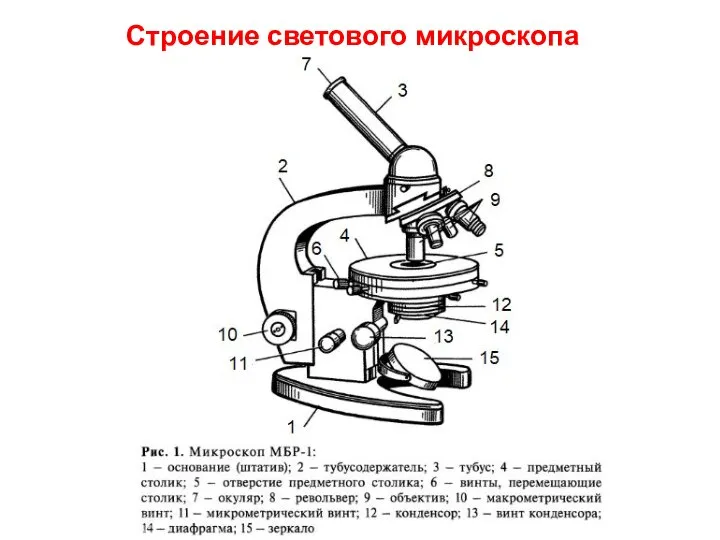Строение светового микроскопа