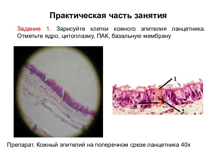 Задание 1. Зарисуйте клетки кожного эпителия ланцетника. Отметьте ядро, цитоплазму, ПАК, базальную