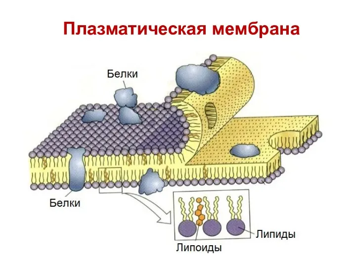 Плазматическая мембрана