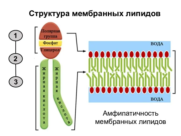 2 1 3 Структура мембранных липидов Амфипатичность мембранных липидов