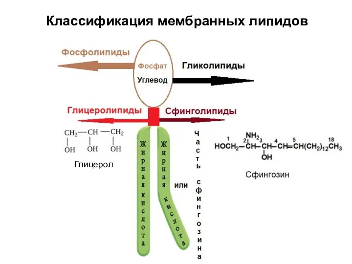 Классификация мембранных липидов Глицерол
