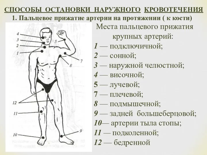 СПОСОБЫ ОСТАНОВКИ НАРУЖНОГО КРОВОТЕЧЕНИЯ 1. Пальцевое прижатие артерии на протяжении ( к