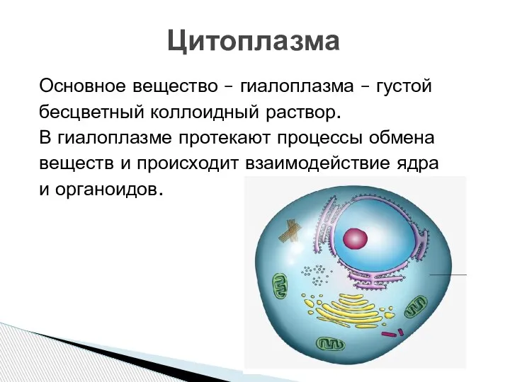 Цитоплазма Основное вещество – гиалоплазма – густой бесцветный коллоидный раствор. В гиалоплазме