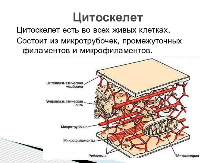 Цитоскелет есть во всех живых клетках. Состоит из микротрубочек, промежуточных филаментов и микрофиламентов. Цитоскелет