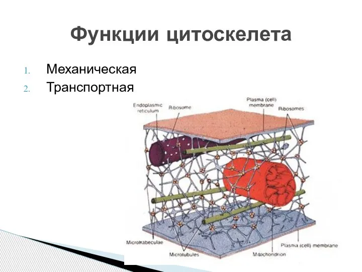 Механическая Транспортная Функции цитоскелета