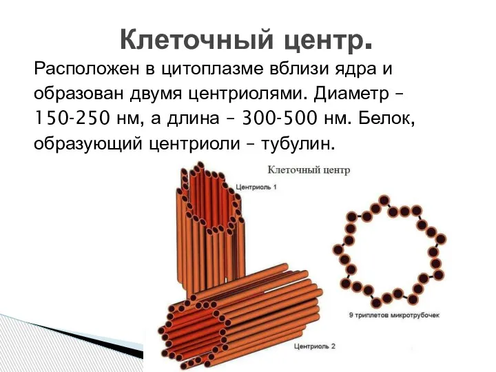 Расположен в цитоплазме вблизи ядра и образован двумя центриолями. Диаметр – 150-250