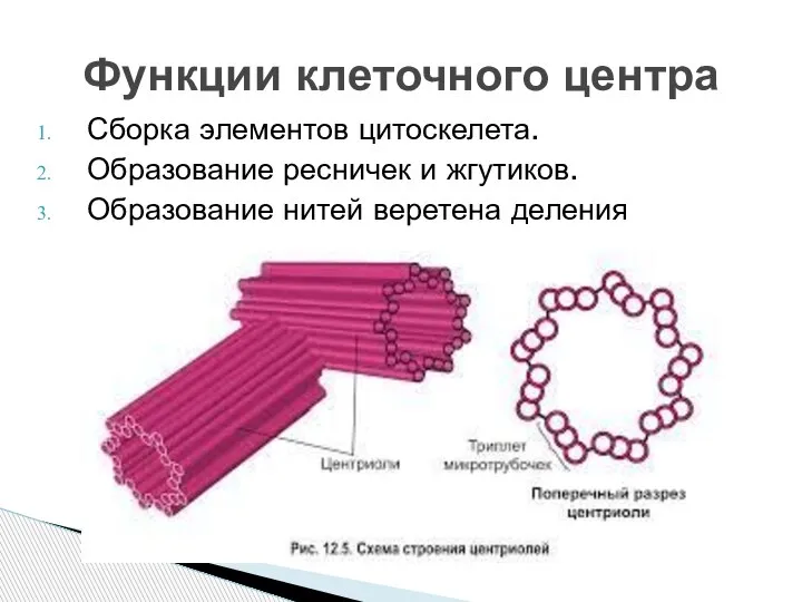 Сборка элементов цитоскелета. Образование ресничек и жгутиков. Образование нитей веретена деления Функции клеточного центра