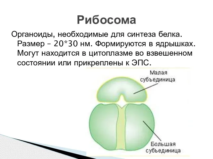 Органоиды, необходимые для синтеза белка. Размер – 20*30 нм. Формируются в ядрышках.