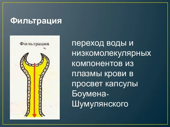 Фильтрация переход воды и низкомолекулярных компонентов из плазмы крови в просвет капсулы Боумена-Шумулянского