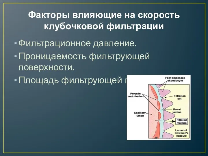 Факторы влияющие на скорость клубочковой фильтрации Фильтрационное давление. Проницаемость фильтрующей поверхности. Площадь фильтрующей поверхности.