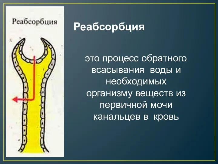 Реабсорбция это процесс обратного всасывания воды и необходимых организму веществ из первичной мочи канальцев в кровь