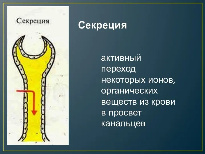 Секреция активный переход некоторых ионов, органических веществ из крови в просвет канальцев