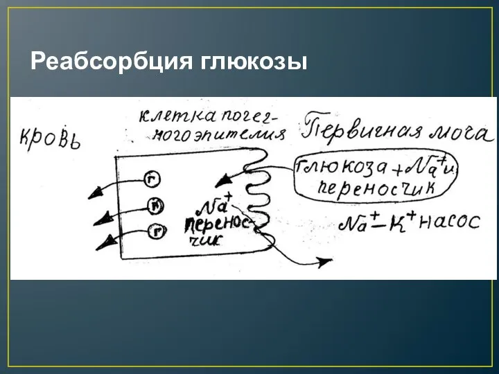 Реабсорбция глюкозы