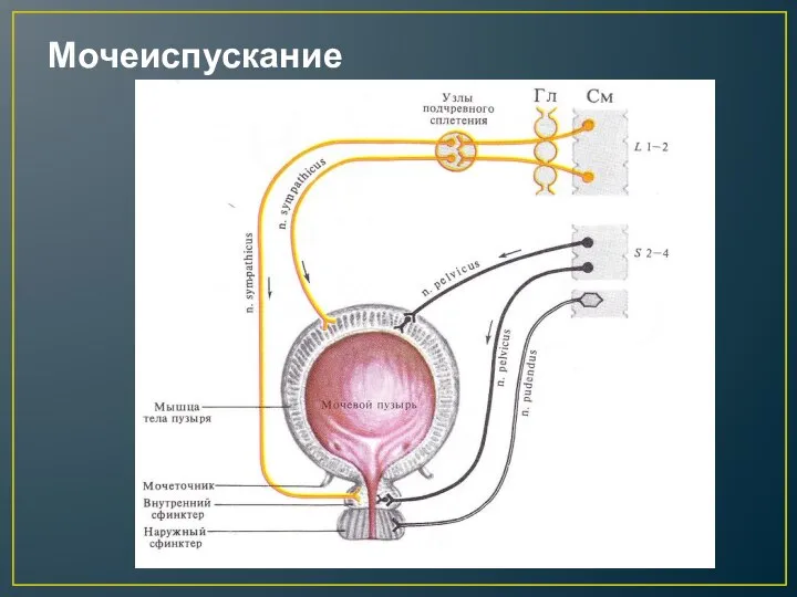 Мочеиспускание