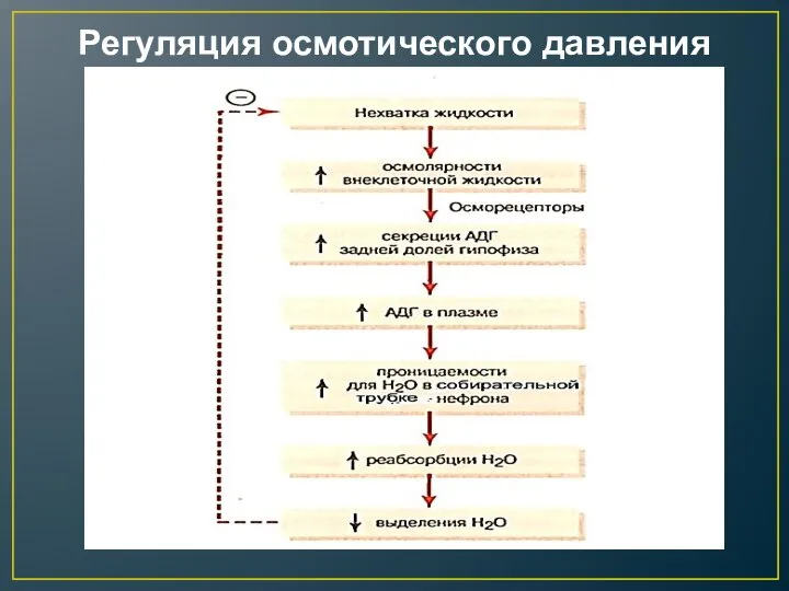 Регуляция осмотического давления