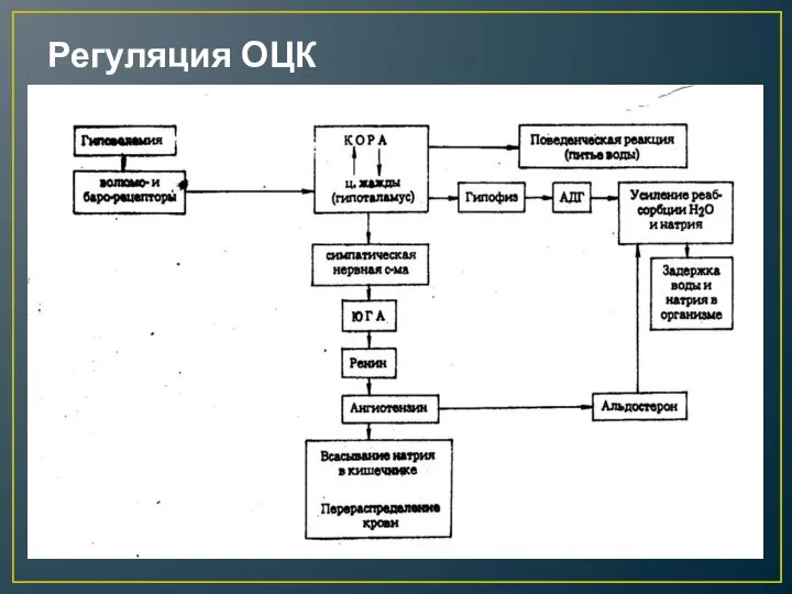 Регуляция ОЦК