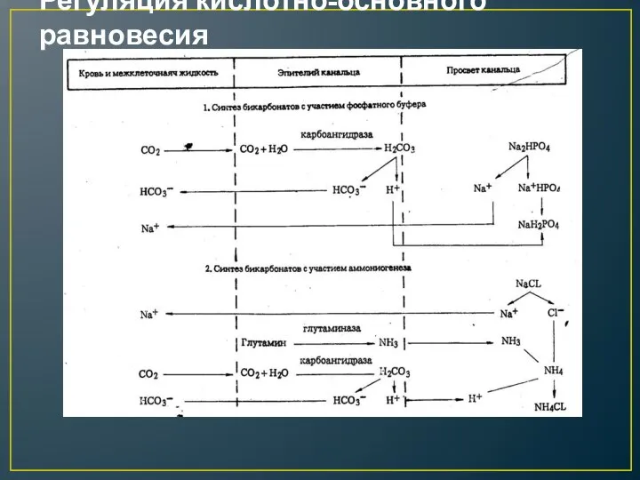 Регуляция кислотно-основного равновесия