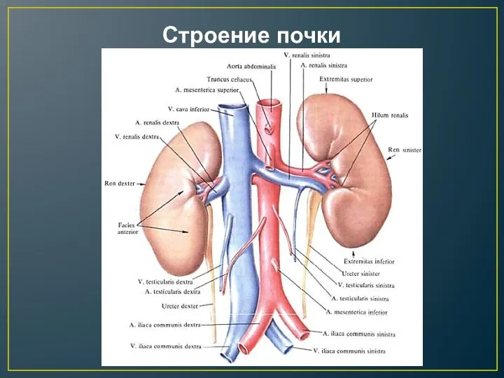 Строение почки