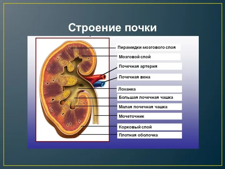 Строение почки