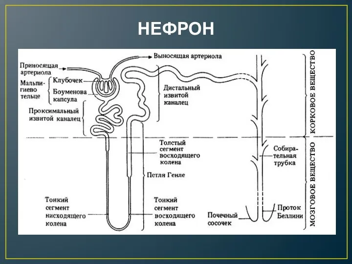 НЕФРОН