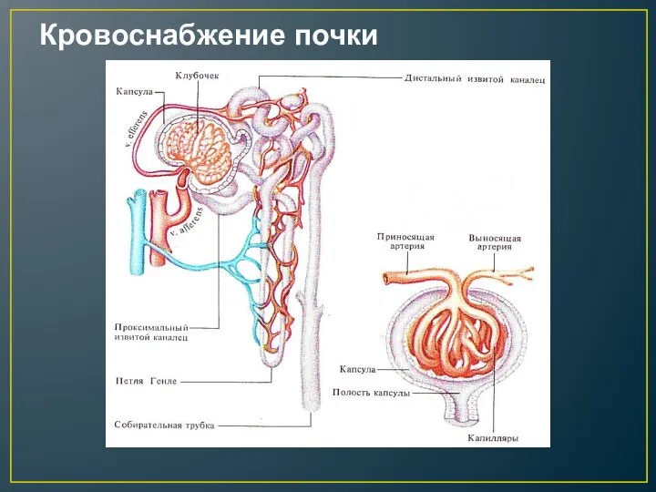 Кровоснабжение почки