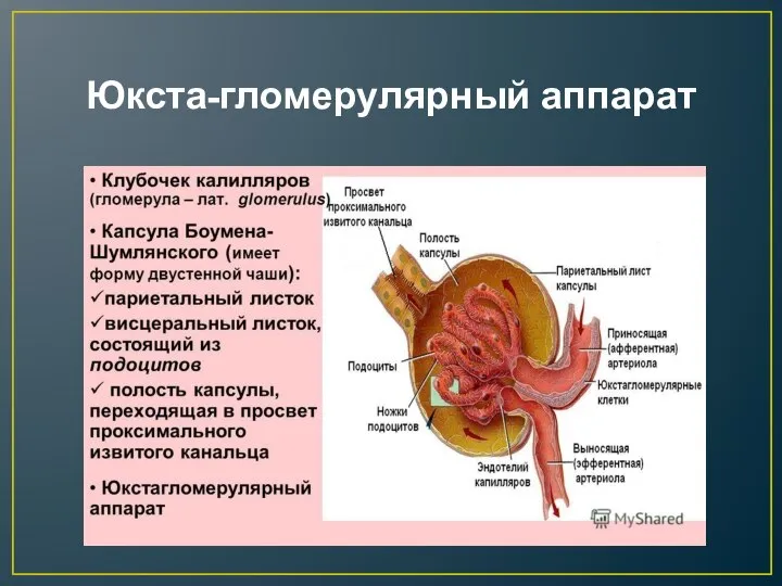 Юкста-гломерулярный аппарат