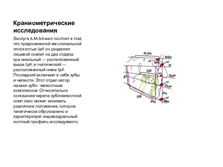 Краниометрические исследования Заслуга A.M.Schwarz состоит в том, что предложенной им спинальной плоскостью