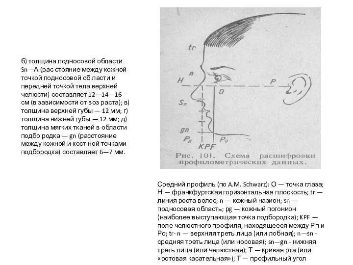 б) толщина подносовой области Sn—А (рас­ стояние между кожной точкой подносовой об­