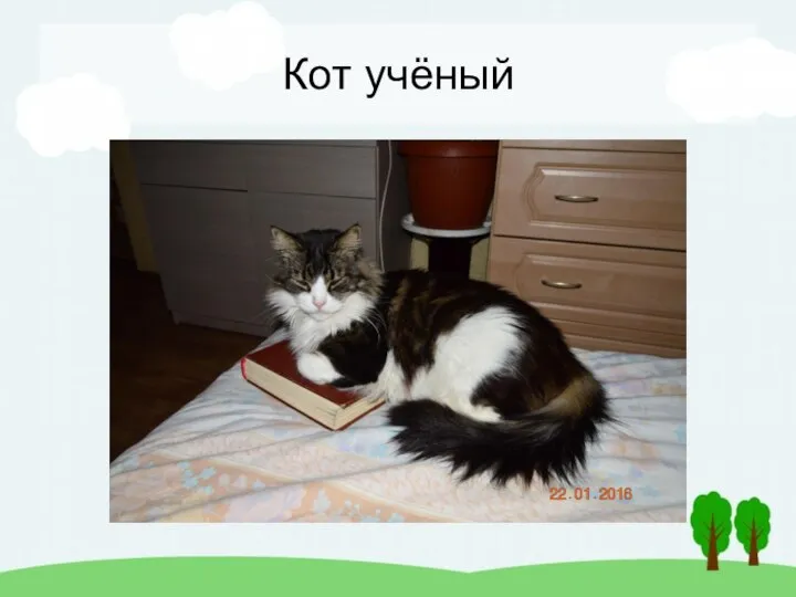 Кот учёный