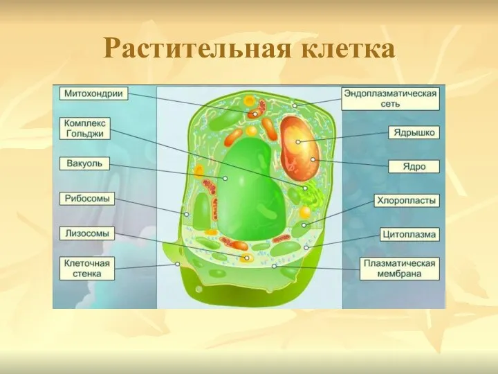 Растительная клетка