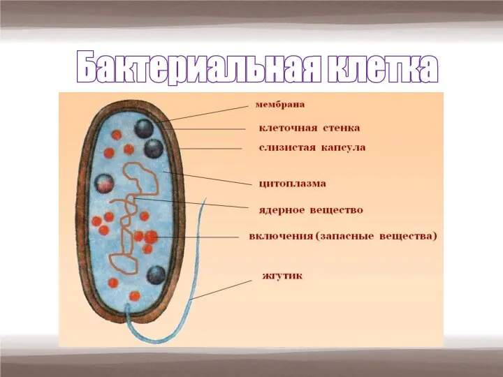 Бактериальная клетка