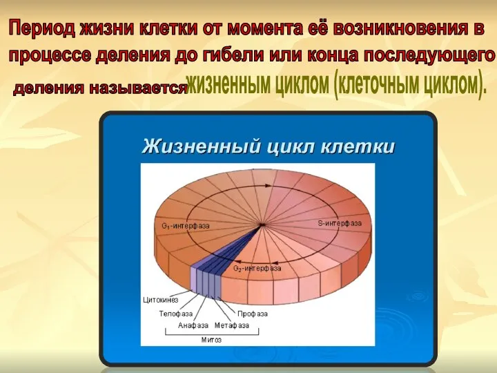 процессе деления до гибели или конца последующего деления называется жизненным циклом (клеточным