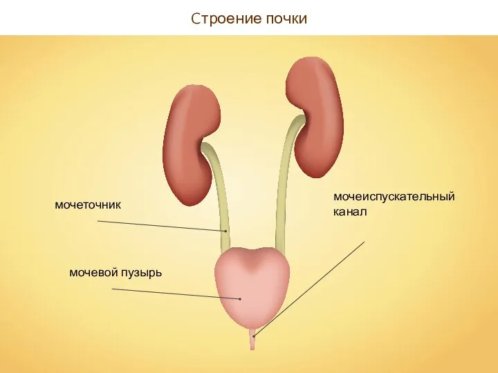 Cтроение почки