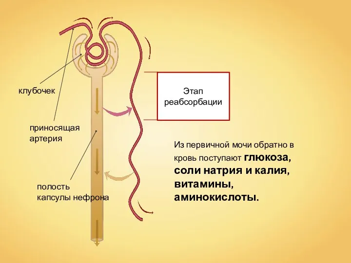 Из первичной мочи обратно в кровь поступают глюкоза, соли натрия и калия, витамины, аминокислоты.