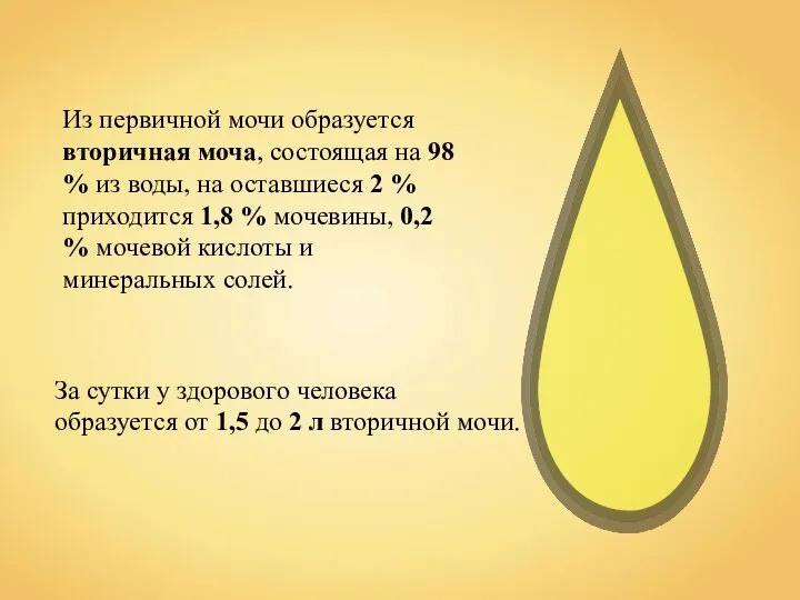 Из первичной мочи образуется вторичная моча, состоящая на 98 % из воды,