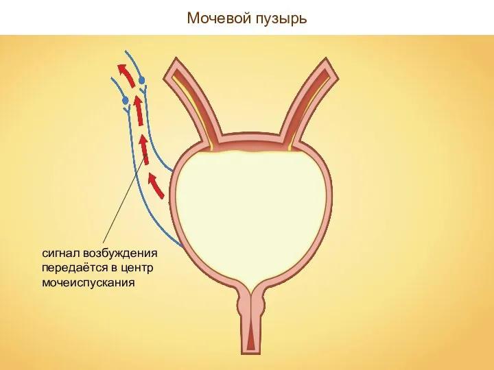 Мочевой пузырь