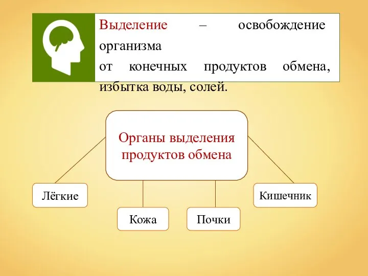 Выделение – освобождение организма от конечных продуктов обмена, избытка воды, солей. Органы выделения продуктов обмена