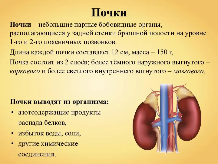 Почки выводят из организма: азотсодержащие продукты распада белков, избыток воды, соли, другие