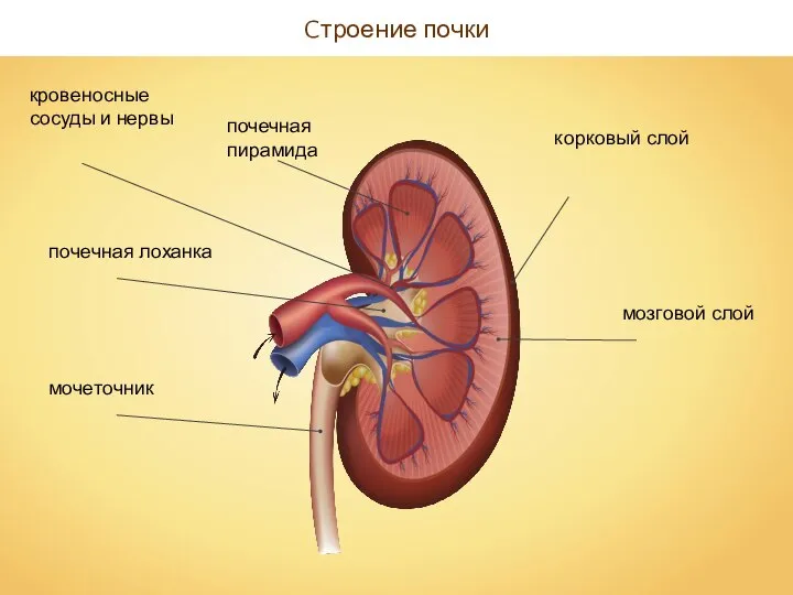 Cтроение почки