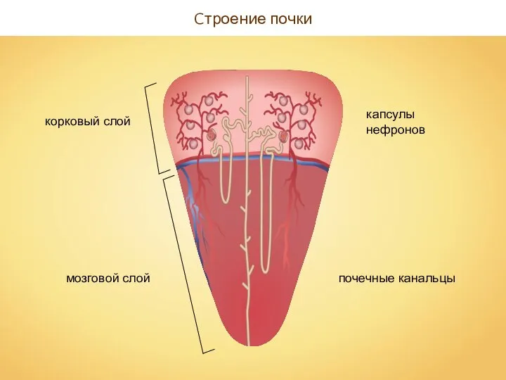 Cтроение почки корковый слой мозговой слой капсулы нефронов почечные канальцы