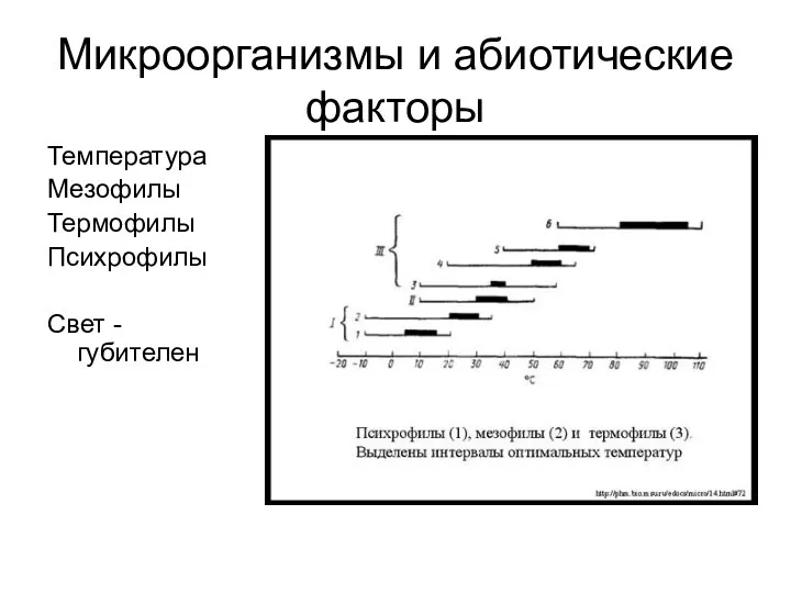 Микроорганизмы и абиотические факторы Температура Мезофилы Термофилы Психрофилы Свет - губителен