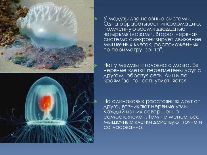 У медузы две нервные системы. Одна обрабатывает информацию, полученную всеми двадцатью четырьмя