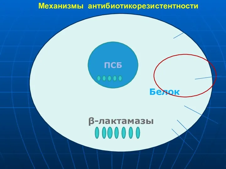 Белок β-лактамазы ПСБ Механизмы антибиотикорезистентности