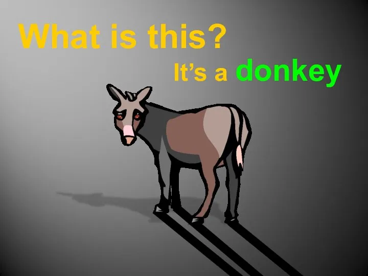 What is this? It’s a donkey