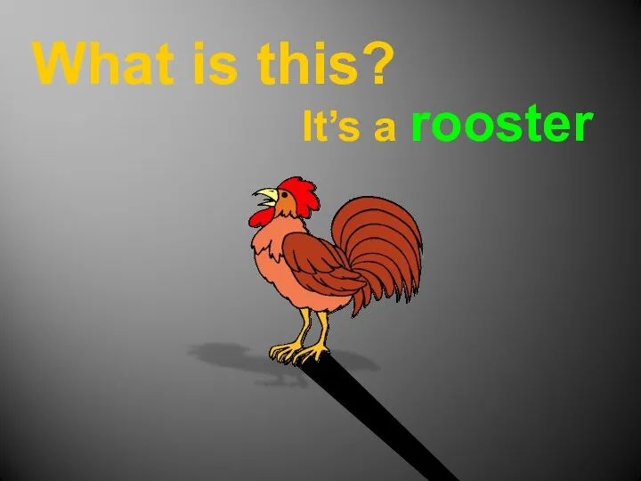 What is this? It’s a rooster