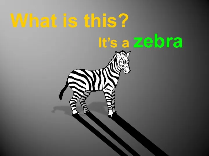 What is this? It’s a zebra