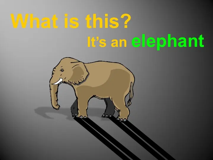 What is this? It’s an elephant