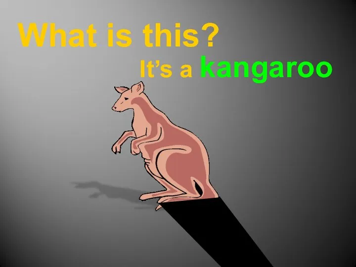 What is this? It’s a kangaroo